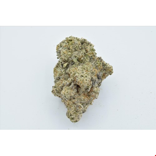 amnesia mac god bee (1).JPG